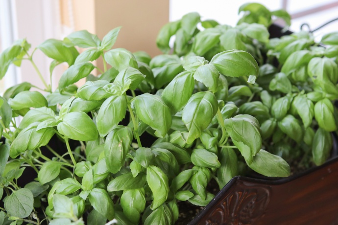 Living Basil